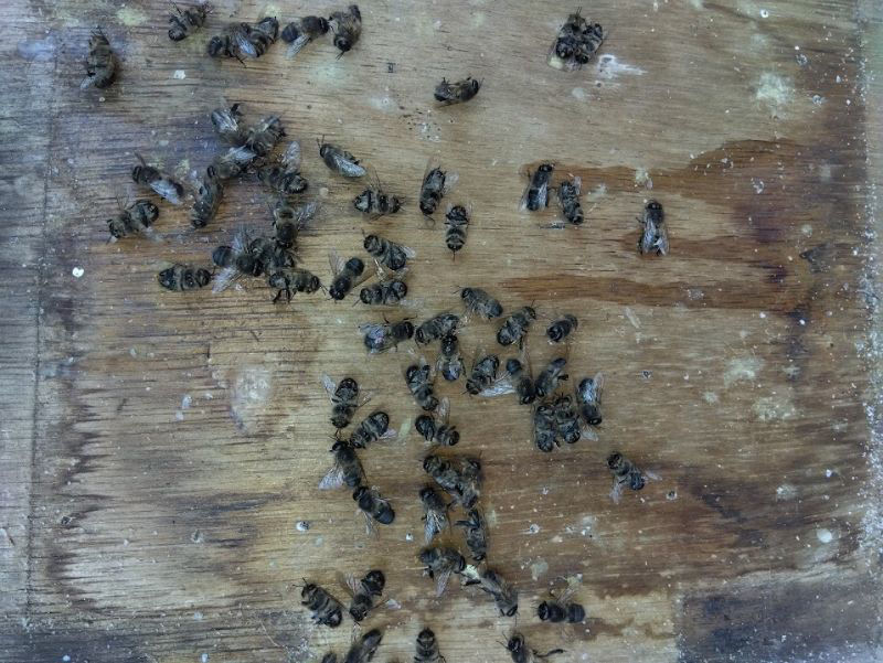 ニホンミツバチの強制捕獲した群の移動後の様子がおかしい