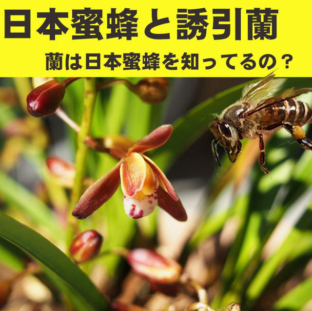 キンリョウヘンに網を被せるべきですか？メリットと置き方を教えてください