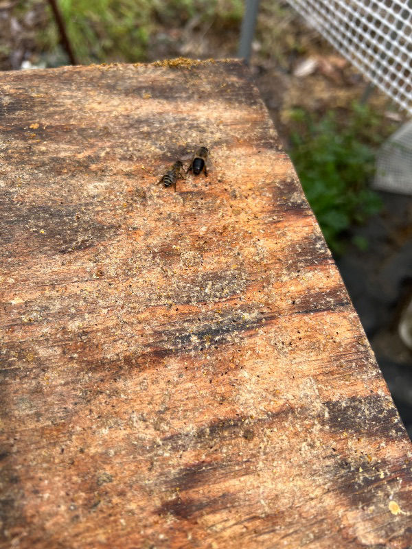 今日もスムシを発見…底板に黒い粒々も確認