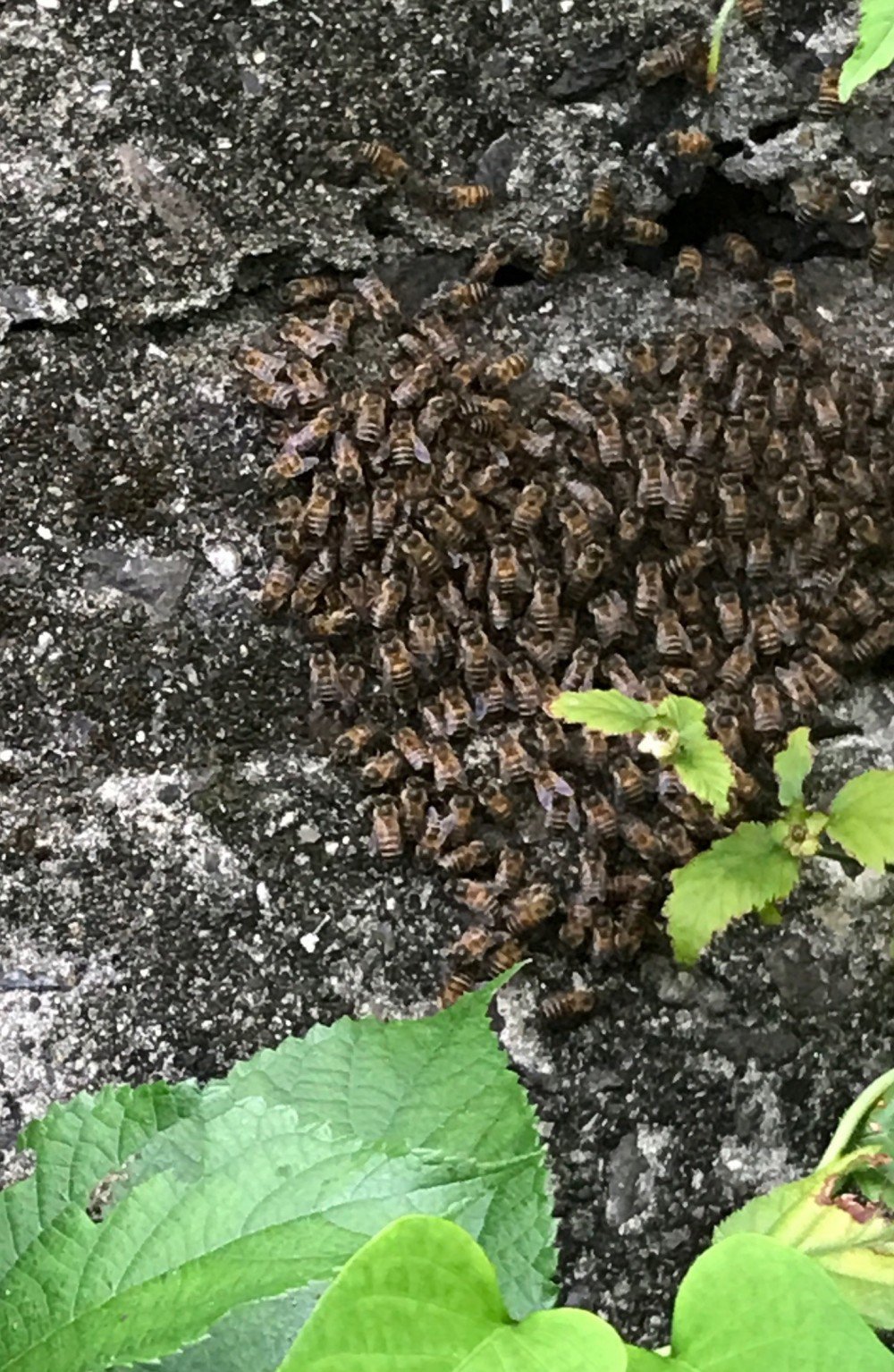 庭のコンクリートの裂け目 に 日本ミツバチの巣あり 分蜂入居待ち。
