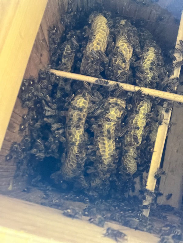 蜂の数が急激に減っている。。。。。。。。