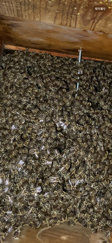 本日内見したら雄蜂の蓋らしきものが落ちてました