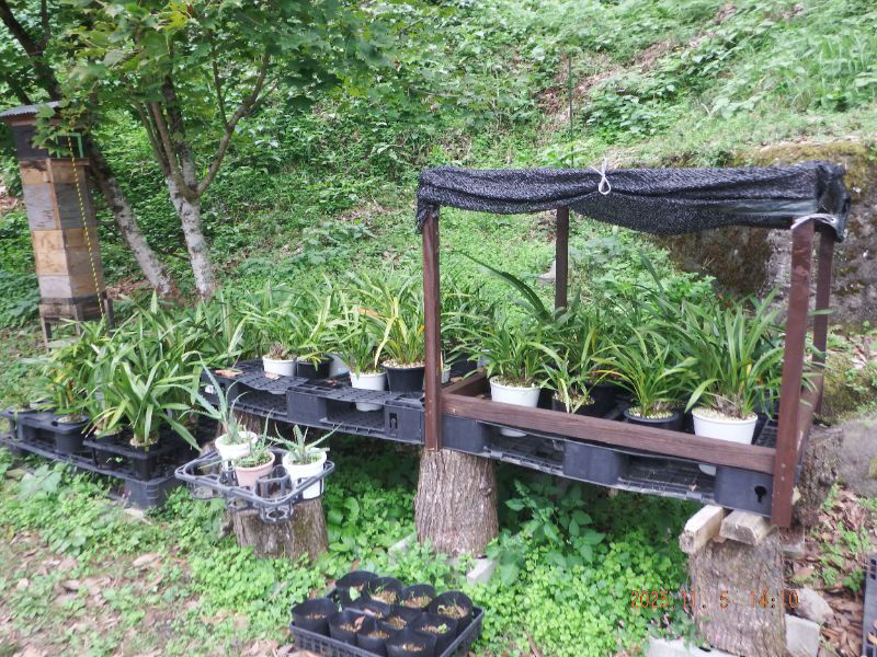 令和7年11月11日　火曜日　大分山荘にて：皆さんは、キンリョウヘン、ミスマフェット、フォアゴットンはどの様にして冬越しをして居るでしょうか。教えて頂けないでし