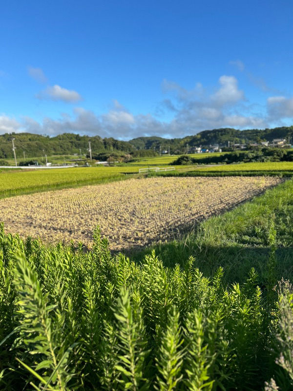 28日（月）釣りの道中　稲刈り？⁇  まだ7月です。