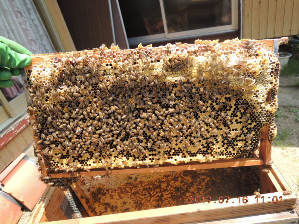 西洋ミツバチ用ラ式巣枠で日本ミツバチの飼育状況