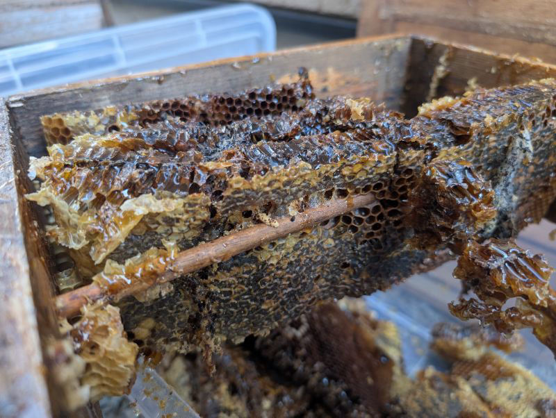 ミツバチが絶滅した群です。蜂蜜は食べられますか？食べられない場合、使い道はありますか？