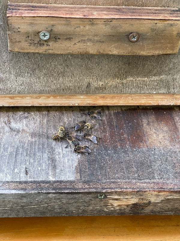 入居後の巣門の前にあまり動かない黒い蜂のかたまり