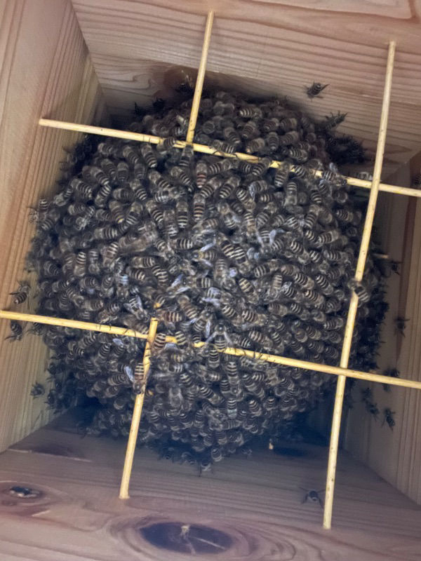 この時期に分蜂？フタのようなものが落ち始めました