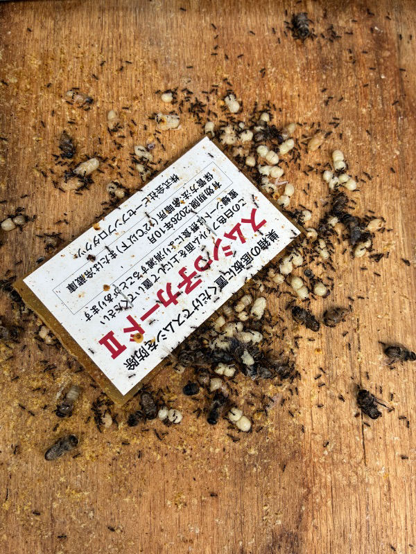 底板に大量のサナギと死んだ黒いハチが落ちている日が続いています