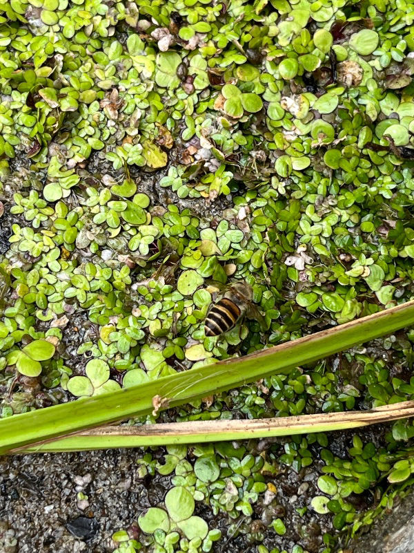 最近ミツバチがやってきたのですが、これは日本ミツバチですか？