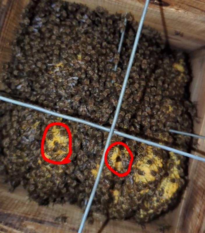 不調の実家群。本日内検したら王台らしき所が…•́ω•̀)? 