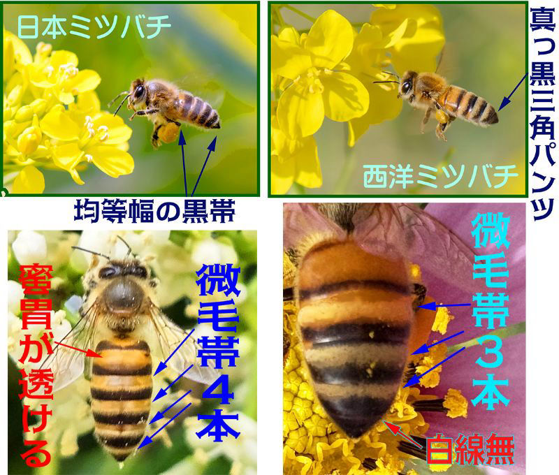 自然入居、日本ミツバチか西洋ミツバチか教えてください