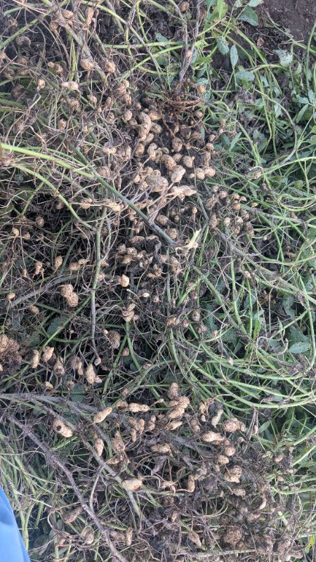 落花生、小粒です、追肥の仕方が悪いのでしょうかね？