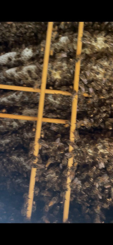 養蜂初心者です。巣板が伸びません暑いくて蜜源が少ないからですかね