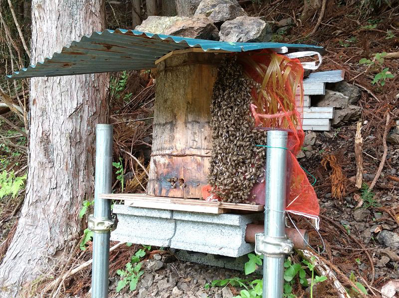 日本みつばち分蜂群捕獲用 丸洞 木製円筒形 自然入居目指して穴の大きさ、焼き具合など丸胴待受箱の改良。歩いて