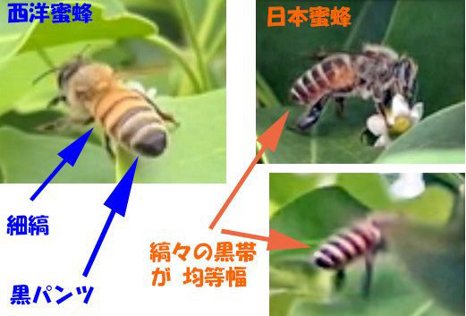 命懸けのはちみつ（日本蜜蜂）200g 【うさかめ専用】2年目の秋蜜（日本ミツバチ） | mu(ムウ) 熊本カヌレ専門店 調味料・料理の素・油