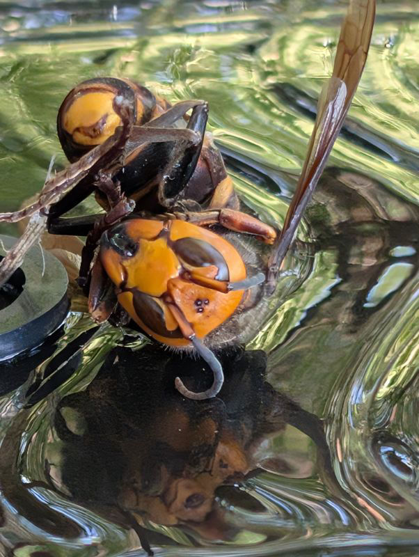 門番をしているスズメバチ、これはコガタスズメバチでしょうか?