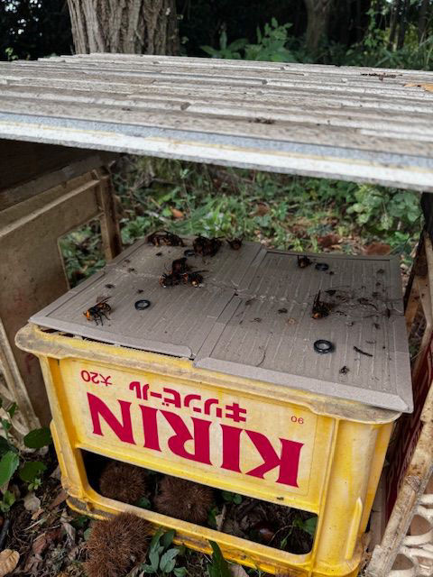 今年のスズメバチ・・・・・少ない感じがしますが　気のせいでしょうか？