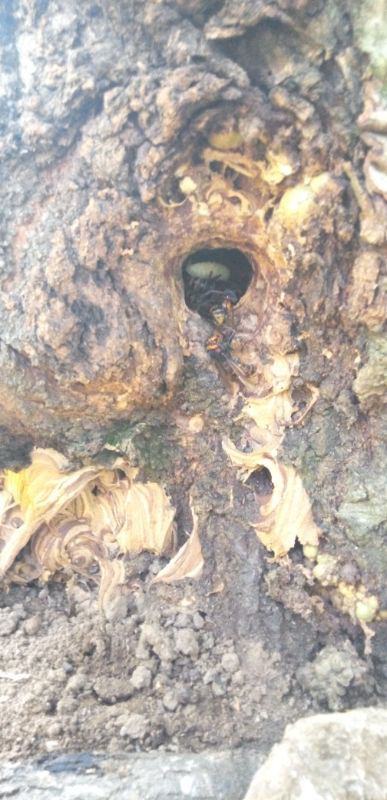 先日の質問で大スズメバチか？画像が悪く判断出来ないと言う事で新たに撮影して来ました