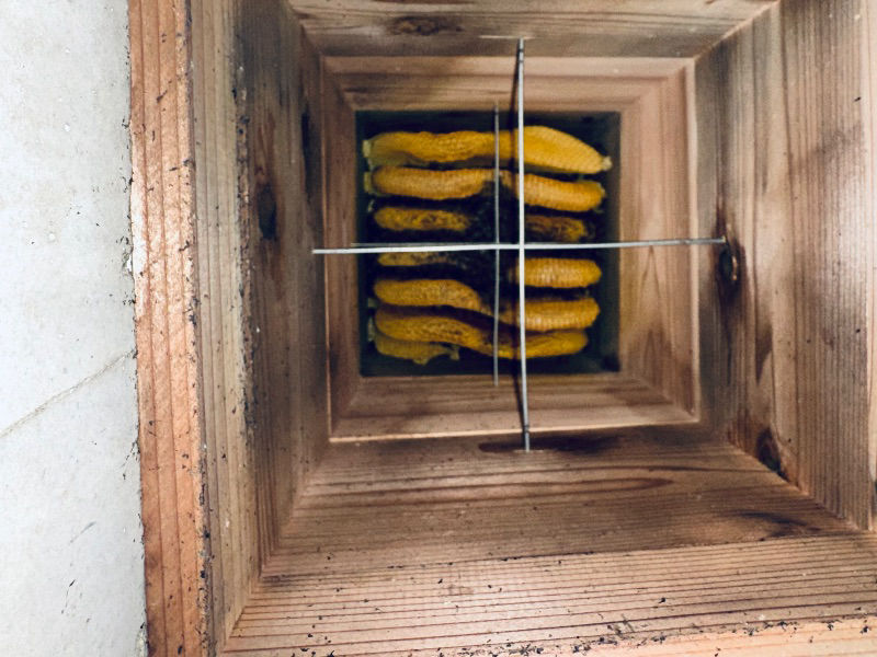 久しぶりに下を開けて写真を撮ってみましたが、こんな状態です。下にたくさんのミツバチが死んでいました。今朝はマイナス1度でした。