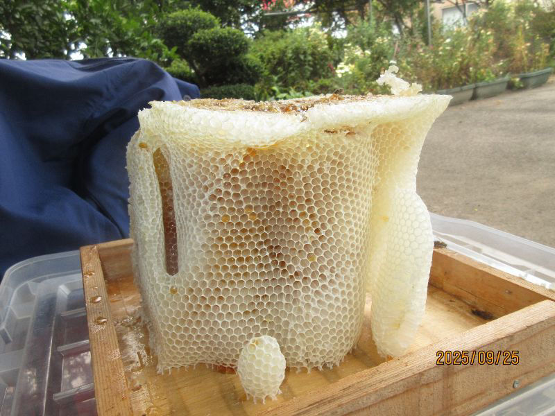ニホンミツバチの盛り上げ巣の状態と巣蓋や育児層の関係は何ですか？