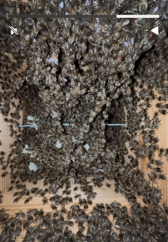 １１月でこの減り方は女王に何かあったのでしょうか？