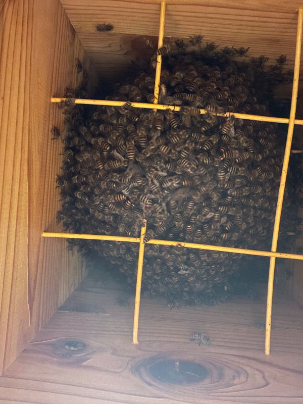 この時期に分蜂？フタのようなものが落ち始めました