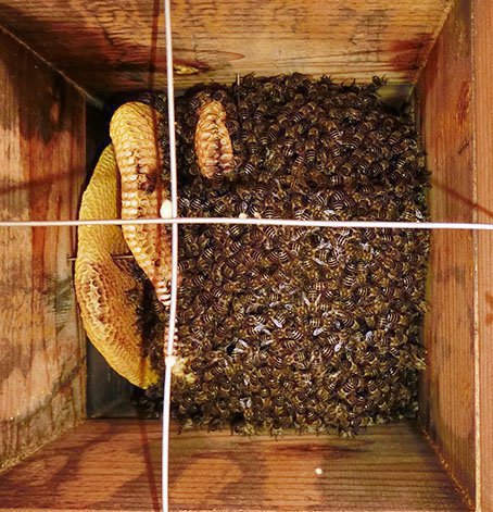 ニホンみつばちの巣約４キロ弱 ニホンみつばちの巣約4キロ弱