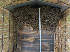 巣箱の上に隙間をつくったら、みつばちが箱の上部の外側に群れてとまって、箱の中に入りません　暑さしのぎなのでしょうか？