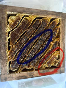 基本的な質問で、申し訳無いのです。採蜜の時の蜜の色の違い。