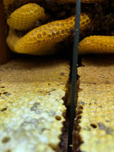 巣箱を内見しましたが、巣板が内側に貼り付いているように見えますが正常ですか？