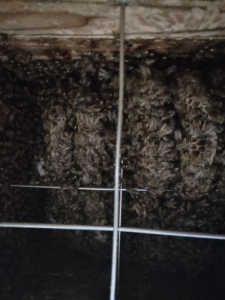 ６月５日入居群が元気が無くて余り出て来ません