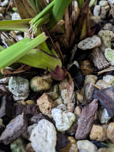 これはキンリョウヘンの花芽でしょうか、葉芽でしょうか