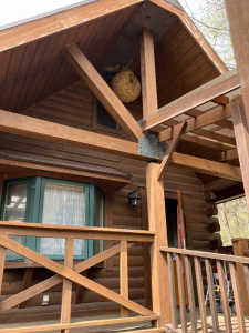 山小屋にできたこの巣は再利用されるでしょうか？