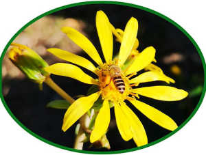 九州で見た日本ミツバチは、千葉南房総の日本ミツバチよりも小柄な気がしました。平均的体長は、日本全国同じ？他地域で、違いを感じた方はいらっしゃいますか？