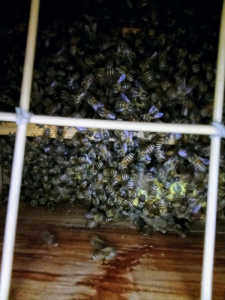 夏分蜂した群れは二回目の分蜂は何日後くらいまで可能性がありますか？