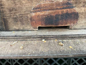 朝巣門前にスムシ？サナギ？蓋？と色々あり、不安になってしまいました。質問させて下さい。