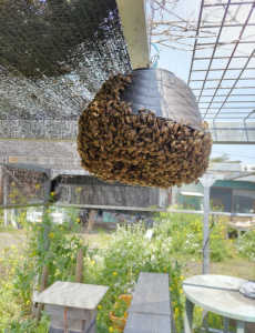 分蜂、皆さんのとこではどんな場所に集団しますか？