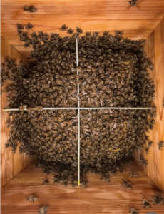 写真の状態はどのように見えますか？今朝内見したら巣の一部が見えていたので心配になりました。一週間前は全て覆われていて蜂しか見えなかったもので心配になりました。