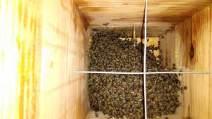 今年５月に自然入居した群ですが、こんな凶暴なのはもう嫌です！