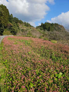 赤い花のソバ花への訪花について質問です。