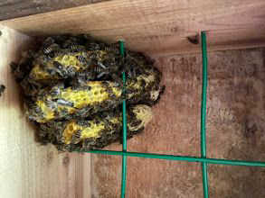 これは王台で女王蜂がでたあとですか5月3日に入居した群ですが