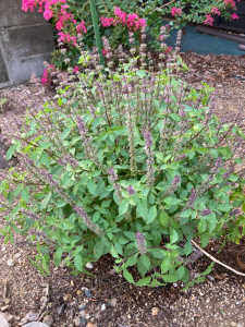 ホーリーバジルは、蜜源植物ですが、葉は、どのように活用出来ますか。