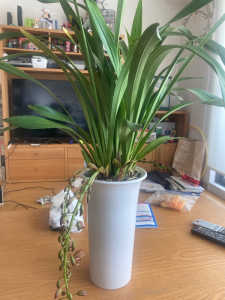 ミスマフェットの水やりの方法と水の量、株分など、教えてください。