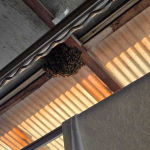 【解決済み】賃貸のベランダにミツバチが巣作り中。どうすれば？