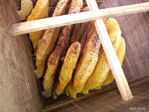 消滅した、残りの巣板を待ち受け箱にできますか？