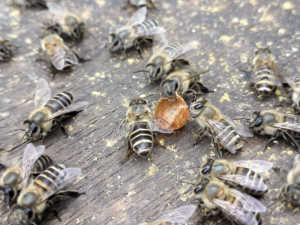 底板を引き出したら、こんなものが、、、これなんでしょう？