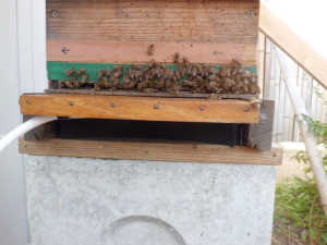 ニホンミツバチの巣門前にハチッコ娘が集まる原因は何ですか？