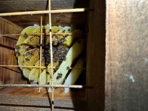 飼育群の数が減ってます。かなりのミツバチたちが箱の前で死んでました。