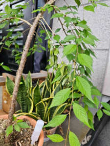 植木鉢栽培のシダレザクラの葉先から萎びてきます。どうすれば？